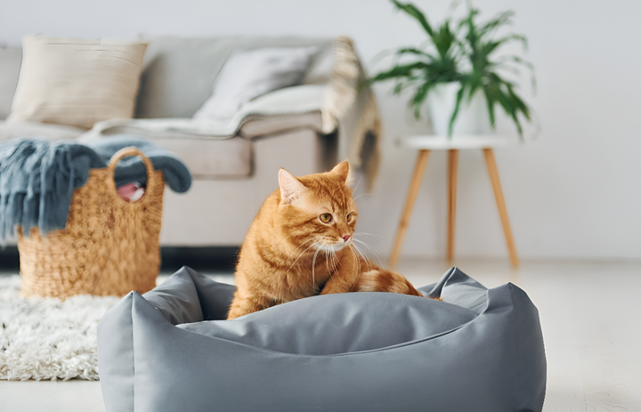 Creating a Cozy Pet Bed Space