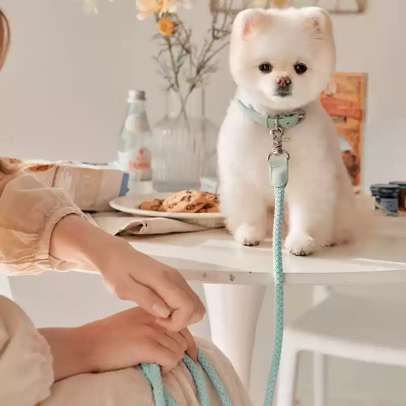 Hand Holding Rope Dog Leash